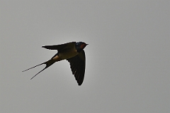David Plant Photography - Wildlife Photography - Swallow - B